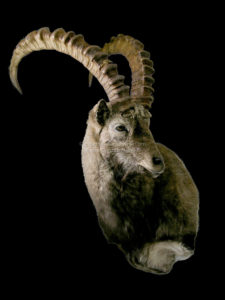 Ibex Asiático