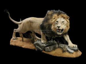León acechando