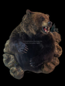 Oso Rumania